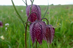 Blüten mit dem typischen Schachbrettmuster. Blüten mit dem typischen Schachbrettmuster.